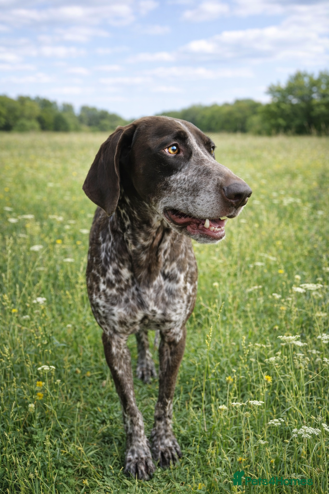 Pointer dogs for adoption: Shelby’s story has change, now it’s full of hope - Advert 5