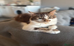 Mixed Breed cats for sale: Cats for sale  - Image 6