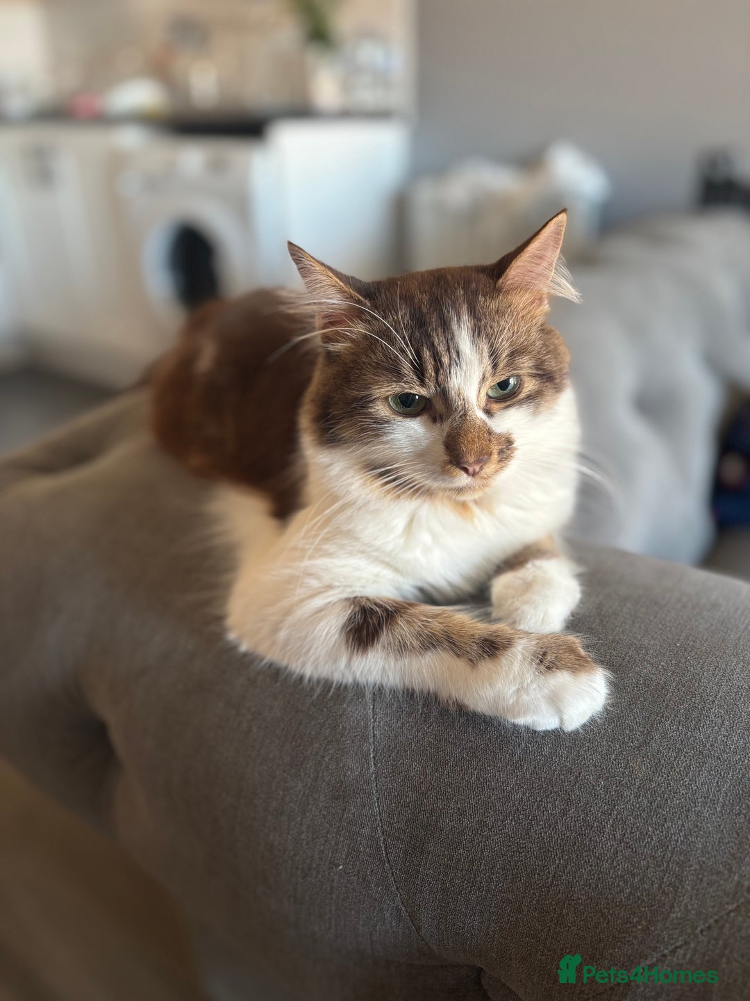 Mixed Breed cats for sale: Cats for sale  - Image 6