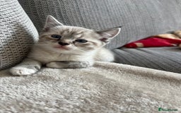 Ragdoll cats for sale: ONE BOY LEFT  Ragdoll cross kittens for sale  - Image 2