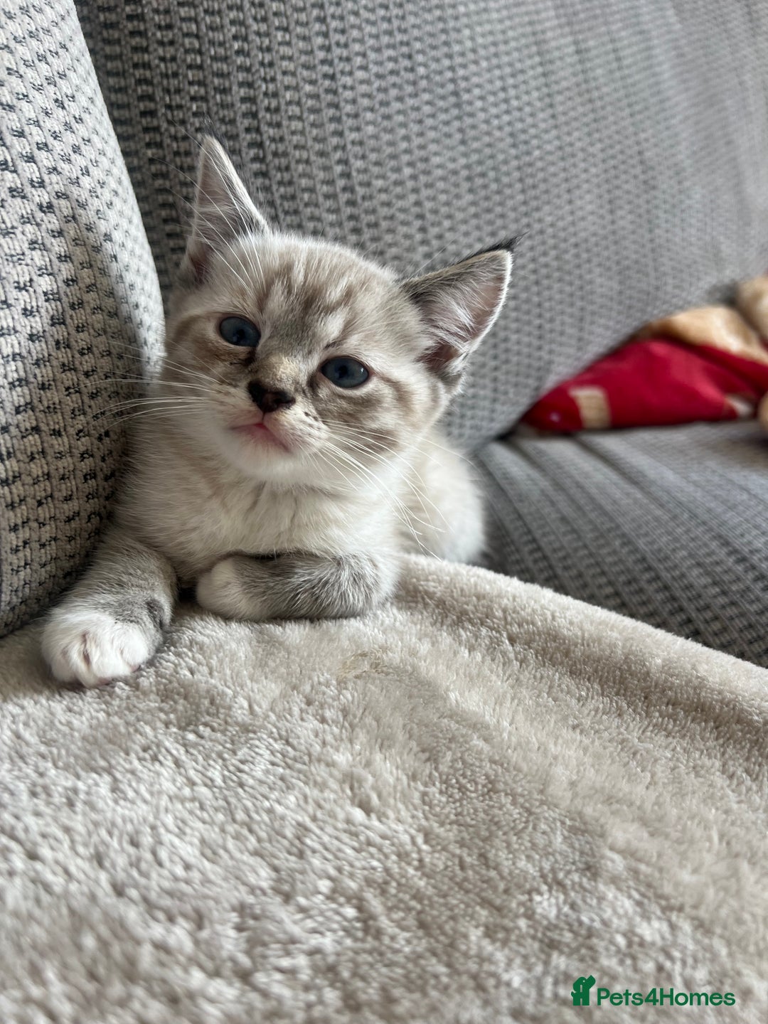 Ragdoll cats for sale: ONE BOY LEFT  Ragdoll cross kittens for sale  - Image 2