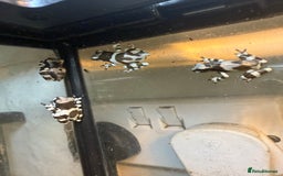 Frog reptiles for sale: Amazon Milk Frog - Image 2