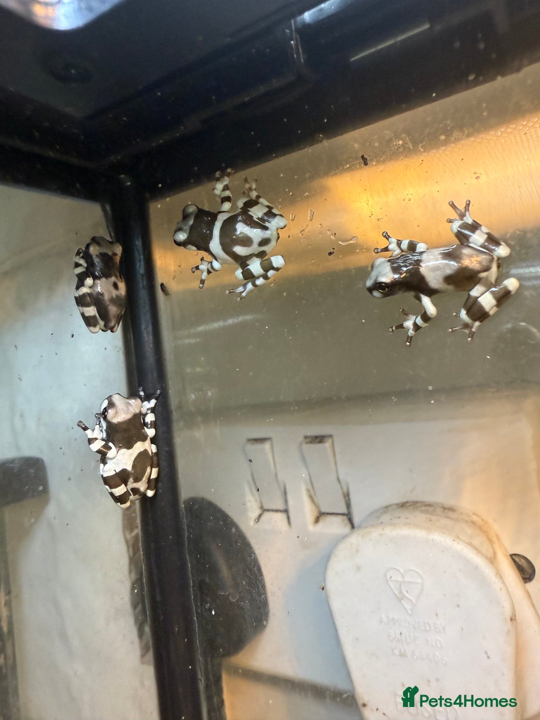 Frog reptiles for sale: Amazon Milk Frog - Image 2