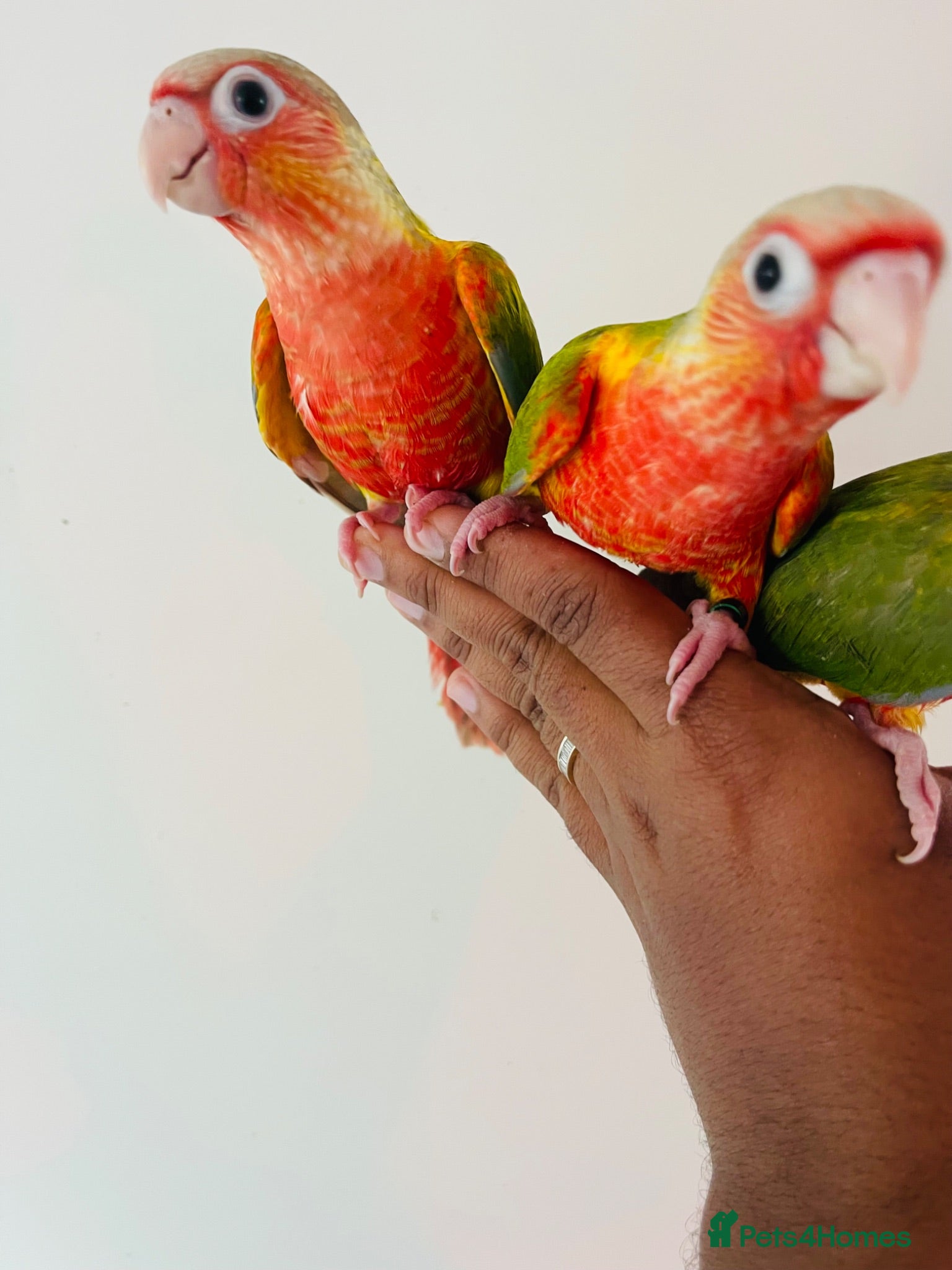 Conures birds Hand reared conures for sale  - Advert 2