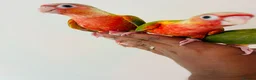 Conures birds for sale: Hand reared conures for sale  - Advert 4