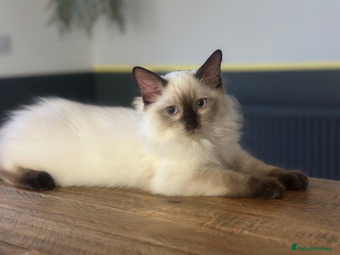 Ragdoll cats for sale: 💙 Seal Point Male - DNA Clear Parents - Image 9