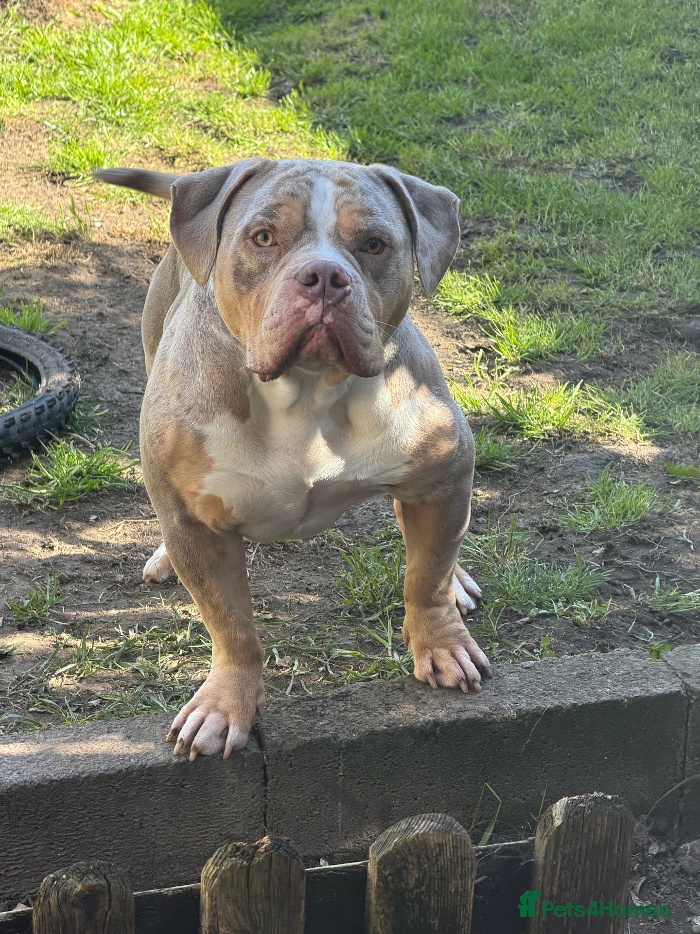 American Bully dogs Beautiful 3year American Bully – Lilac Tri – ABKC - Advert 5
