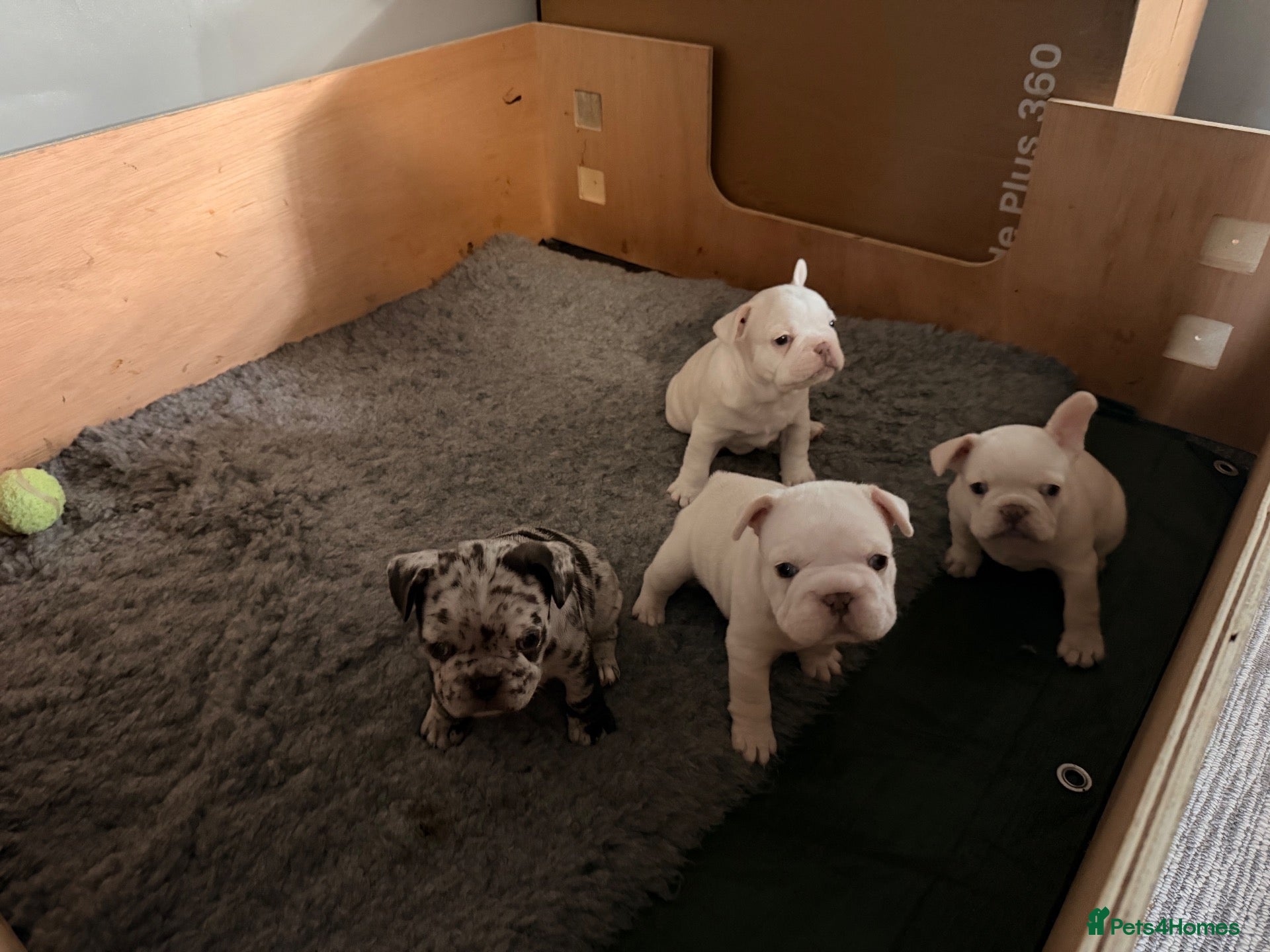 French Bulldog dogs Kc registered french bulldog puppies - Advert 9