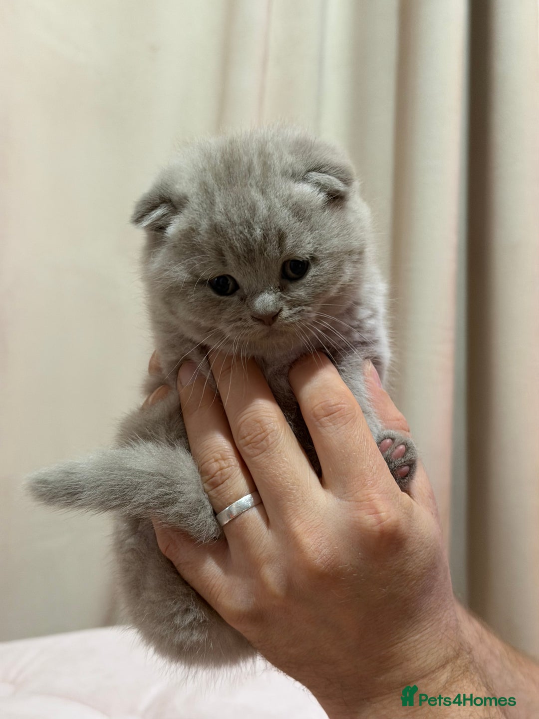Scottish Fold cats for sale: Scottish Fold/ Straight kitties  - Advert 6