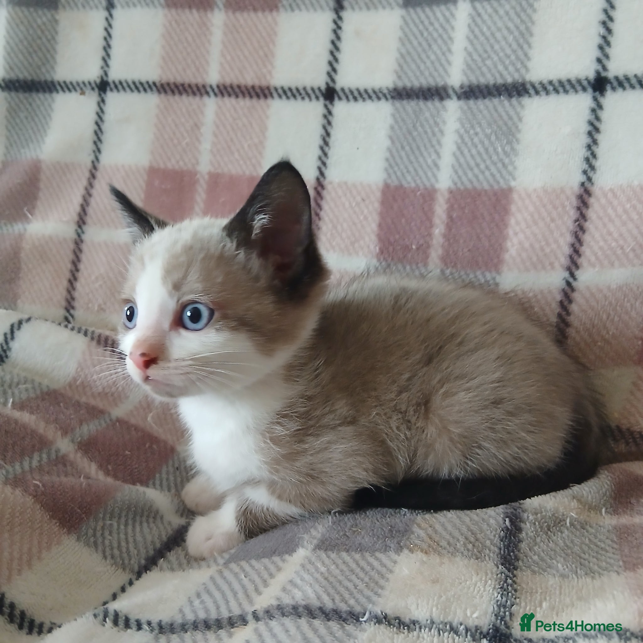 Mixed Breed cats for sale: Kittens ***READY NOW*** - Advert 5