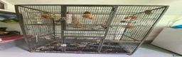 Budgerigars birds for sale: 2 Budgies for sale  in Horsham - Advert 2