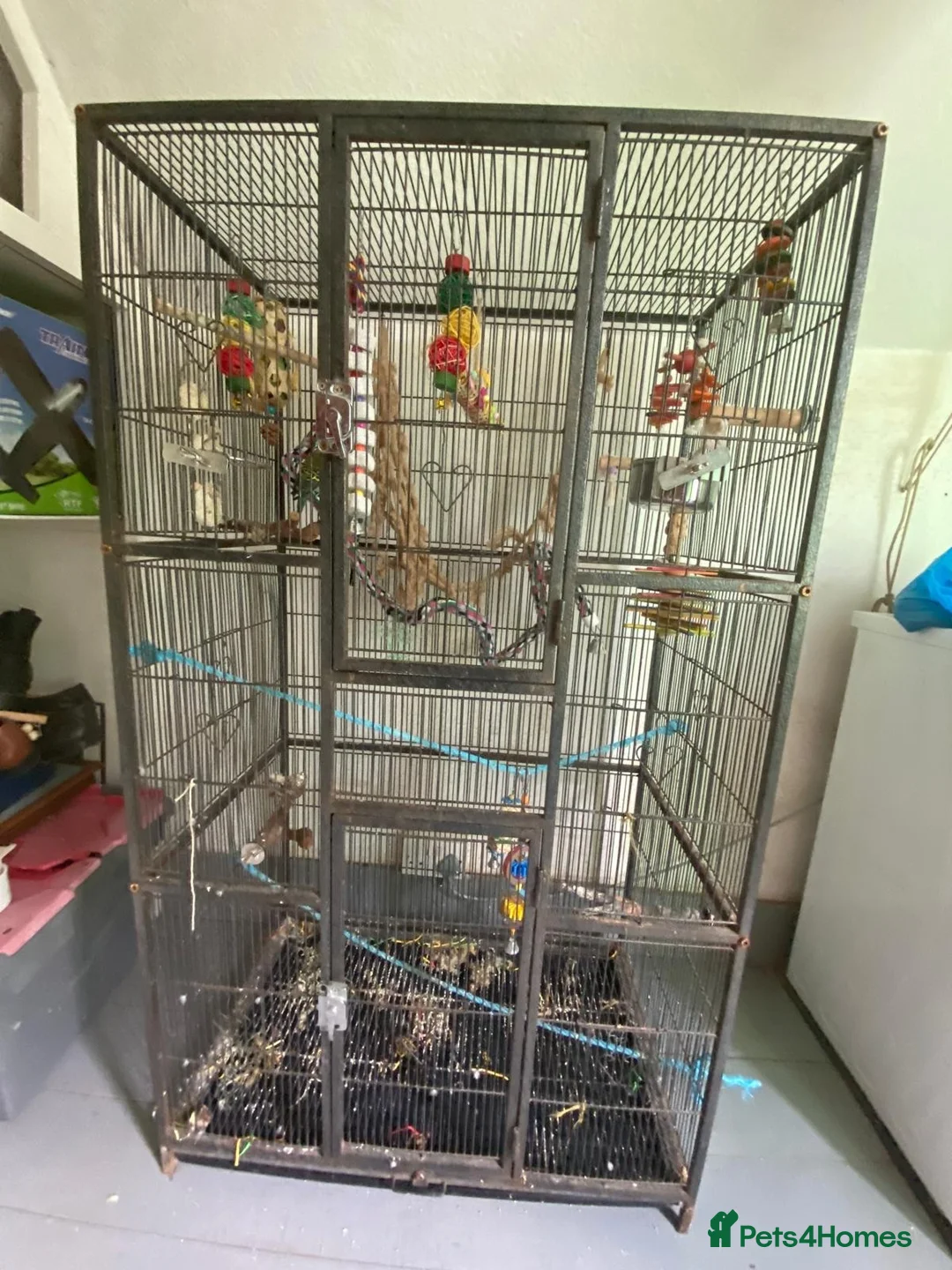 Budgerigars birds for sale: 2 Budgies for sale  in Horsham - Advert 2