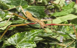 Stick Insects invertebrates for sale: Indian Stick Insect (Carausius Morosus) - Image 2