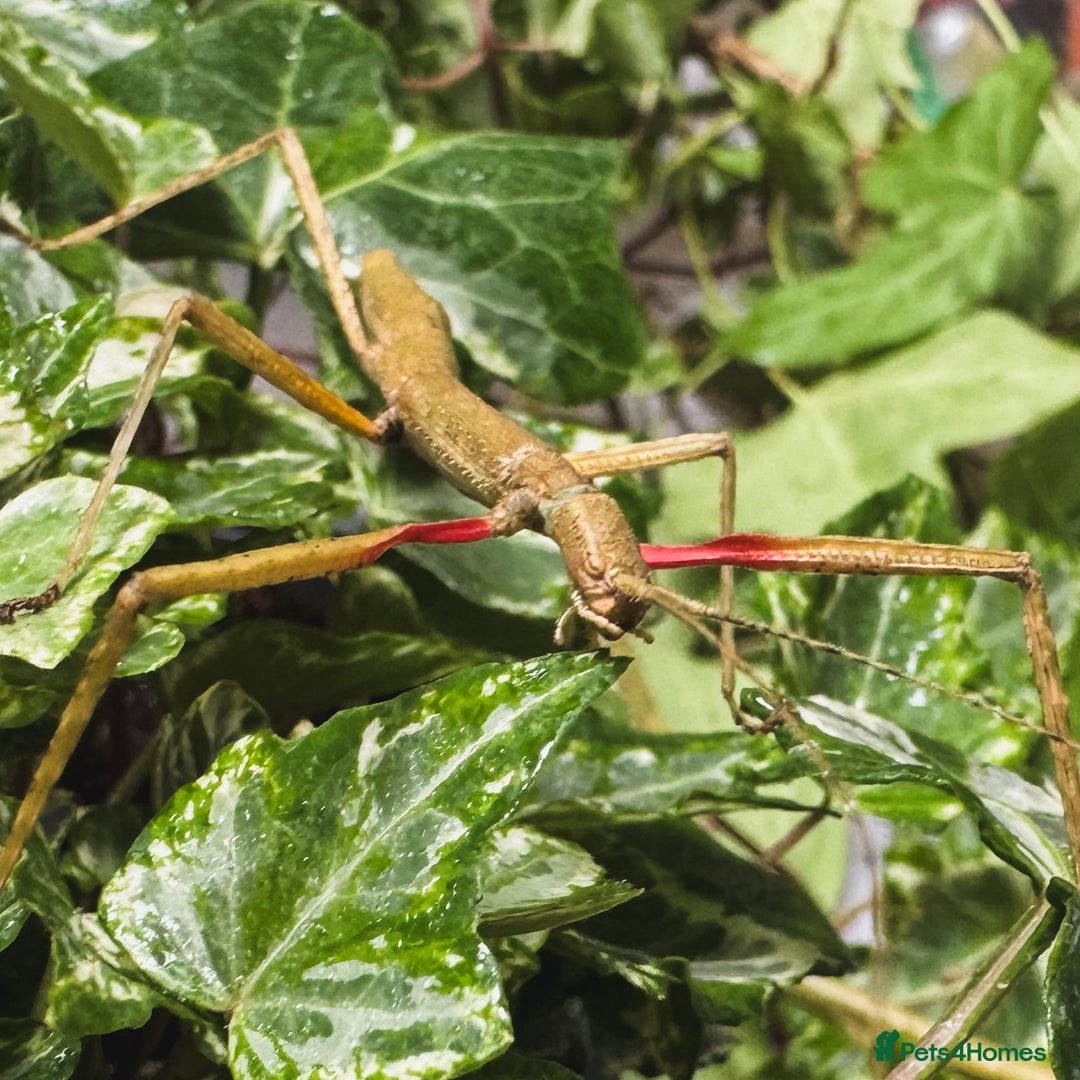 Stick Insects invertebrates for sale: Indian Stick Insect (Carausius Morosus) - Image 2