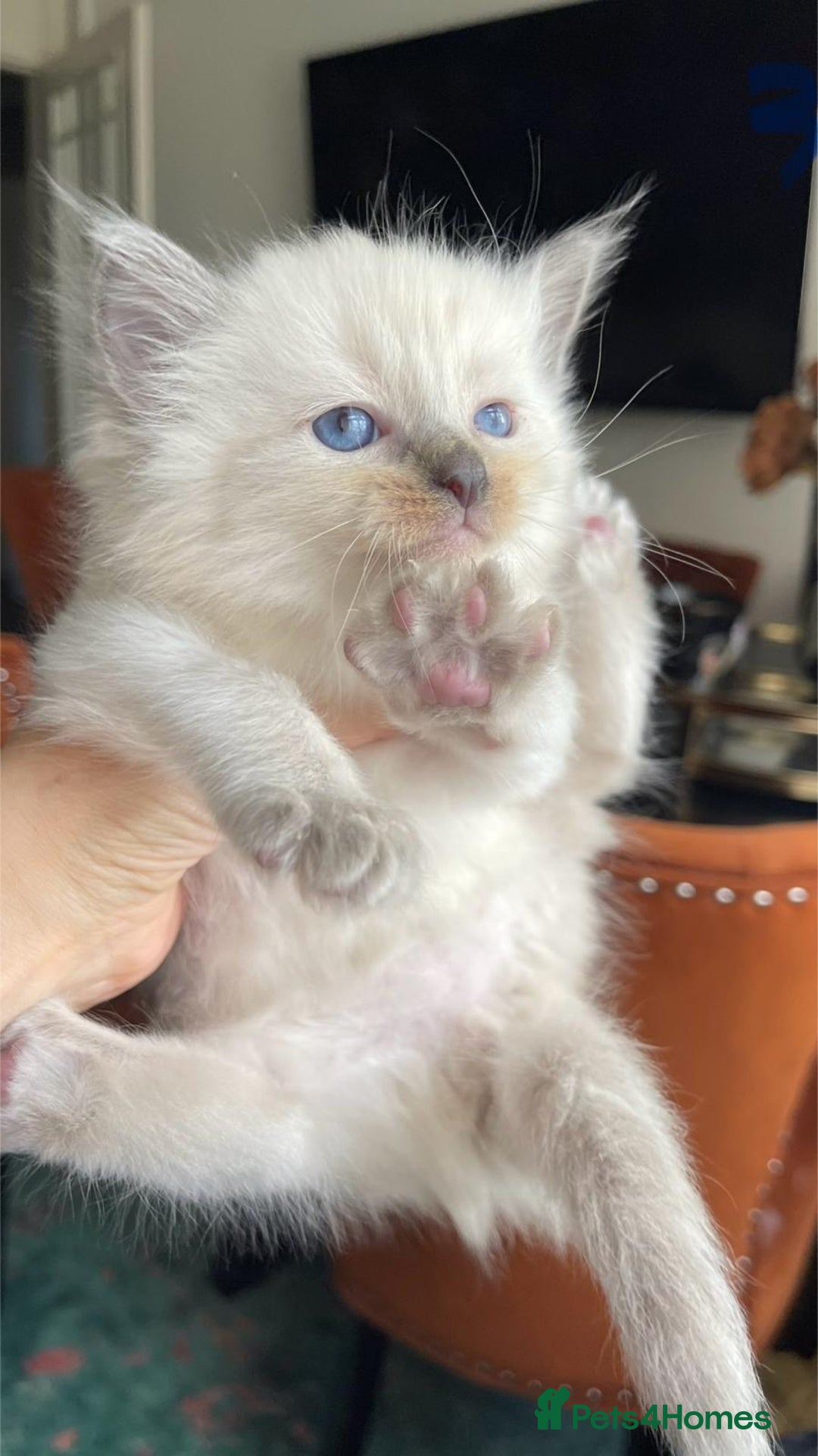 Ragdoll cats for sale: ragdoll kittens - Advert 6