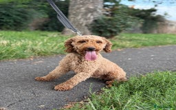 Miniature Poodle dogs for sale: Miniature Poodle - Image 1