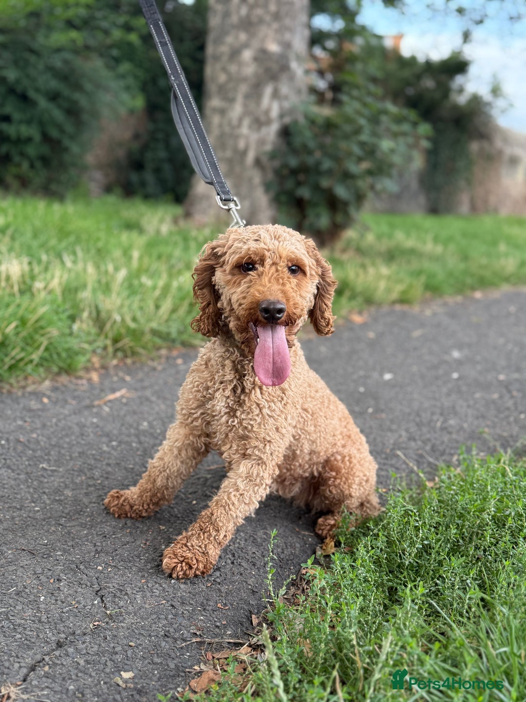 Miniature Poodle dogs for sale: Miniature Poodle - Image 1