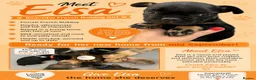 French Bulldog dogs for sale: KC beautiful  frenchies  - Advert 6