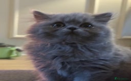British Shorthair cats for sale: READY COLLECTION THIS WEEKEND! Bsh babies  - Image 29