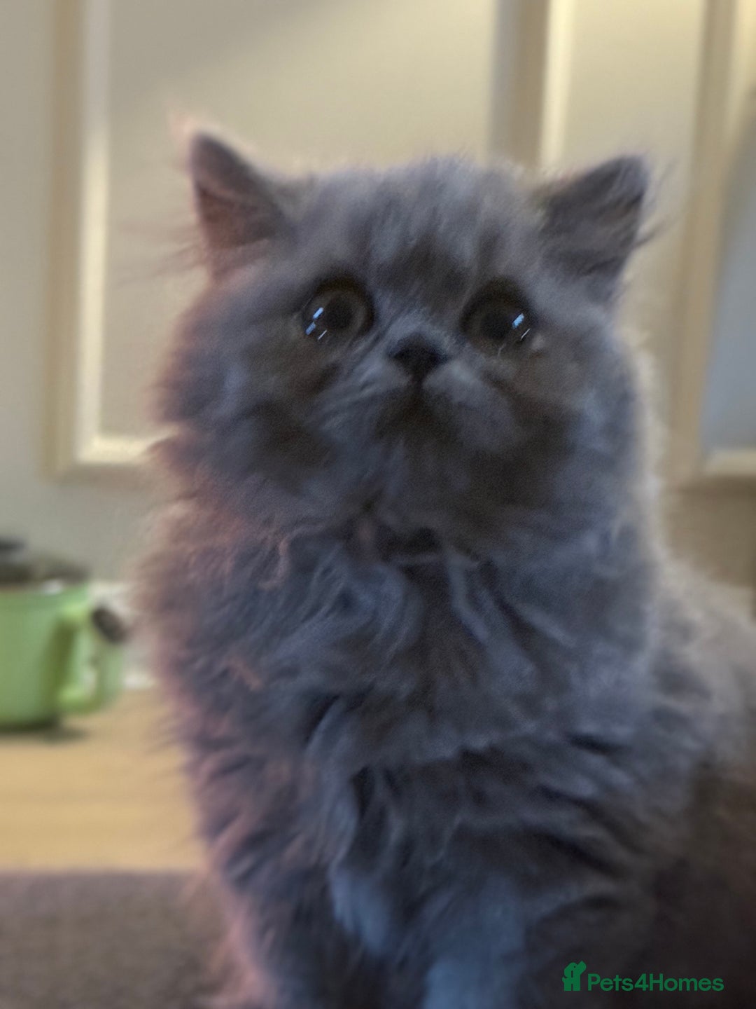 British Shorthair cats for sale: READY COLLECTION THIS WEEKEND! Bsh babies  - Image 29