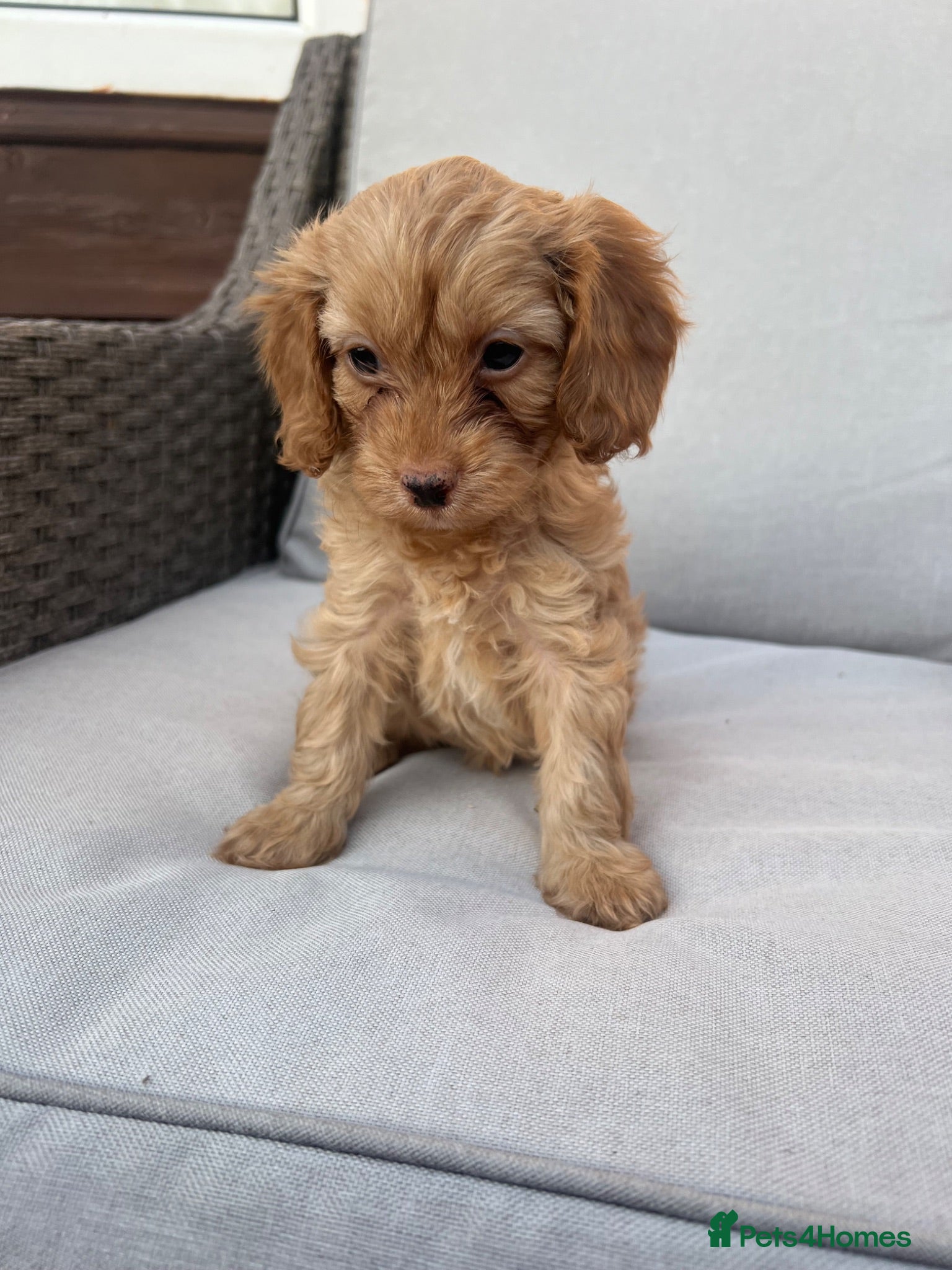 Cavapoo dogs Beautiful miniature cavapoo girl 💕 - Advert 1