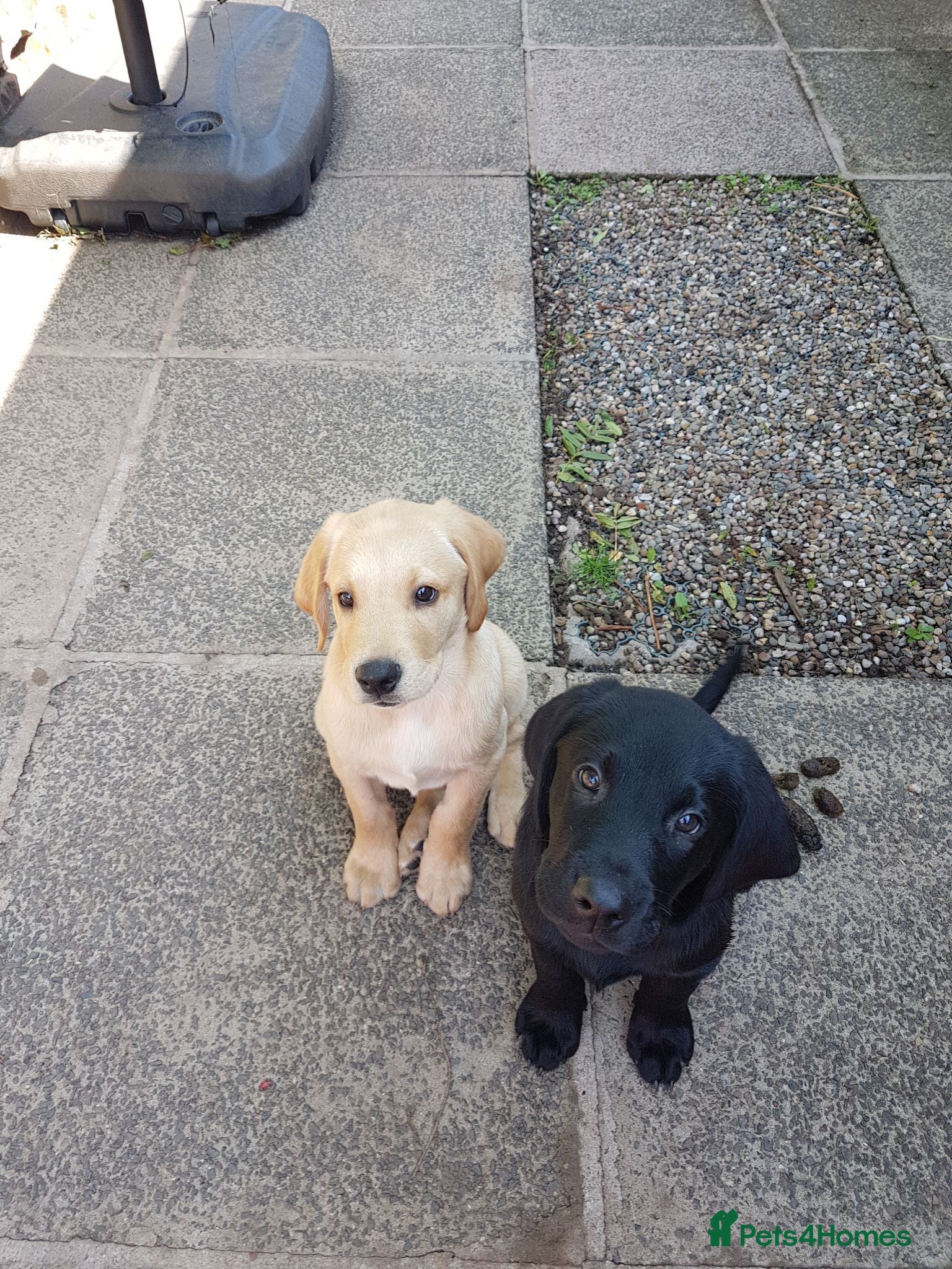 Labrador Retriever dogs Excellent KC Registered Labrador puppies  - Advert 2