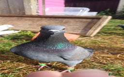 Pigeons birds for sale: Breeding pair of pigeons - Image 1