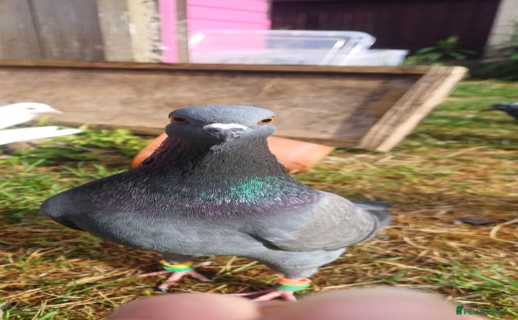 Pigeons birds - Advert 11