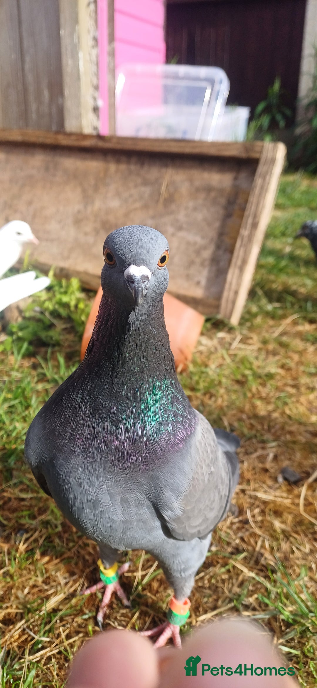 Pigeons birds for sale: Breeding pair of pigeons - Image 1