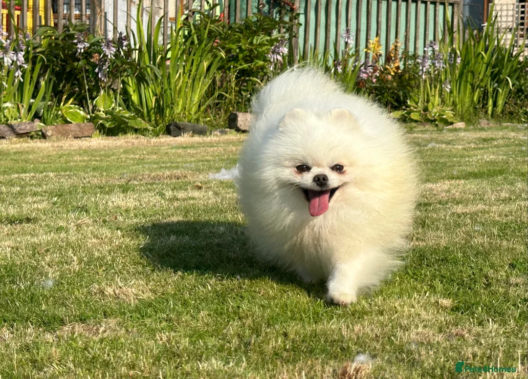 Pomeranian dogs for stud: Stunning optic white boy for stud duties in Lanark - Advert 2