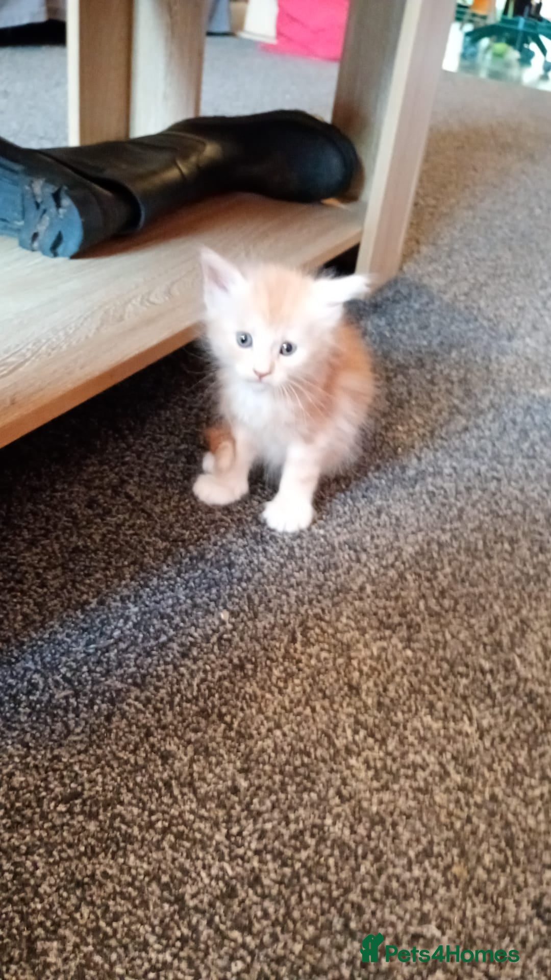 Maine Coon cats for sale: 5 Maine coon X kittens for sale  - Advert 10