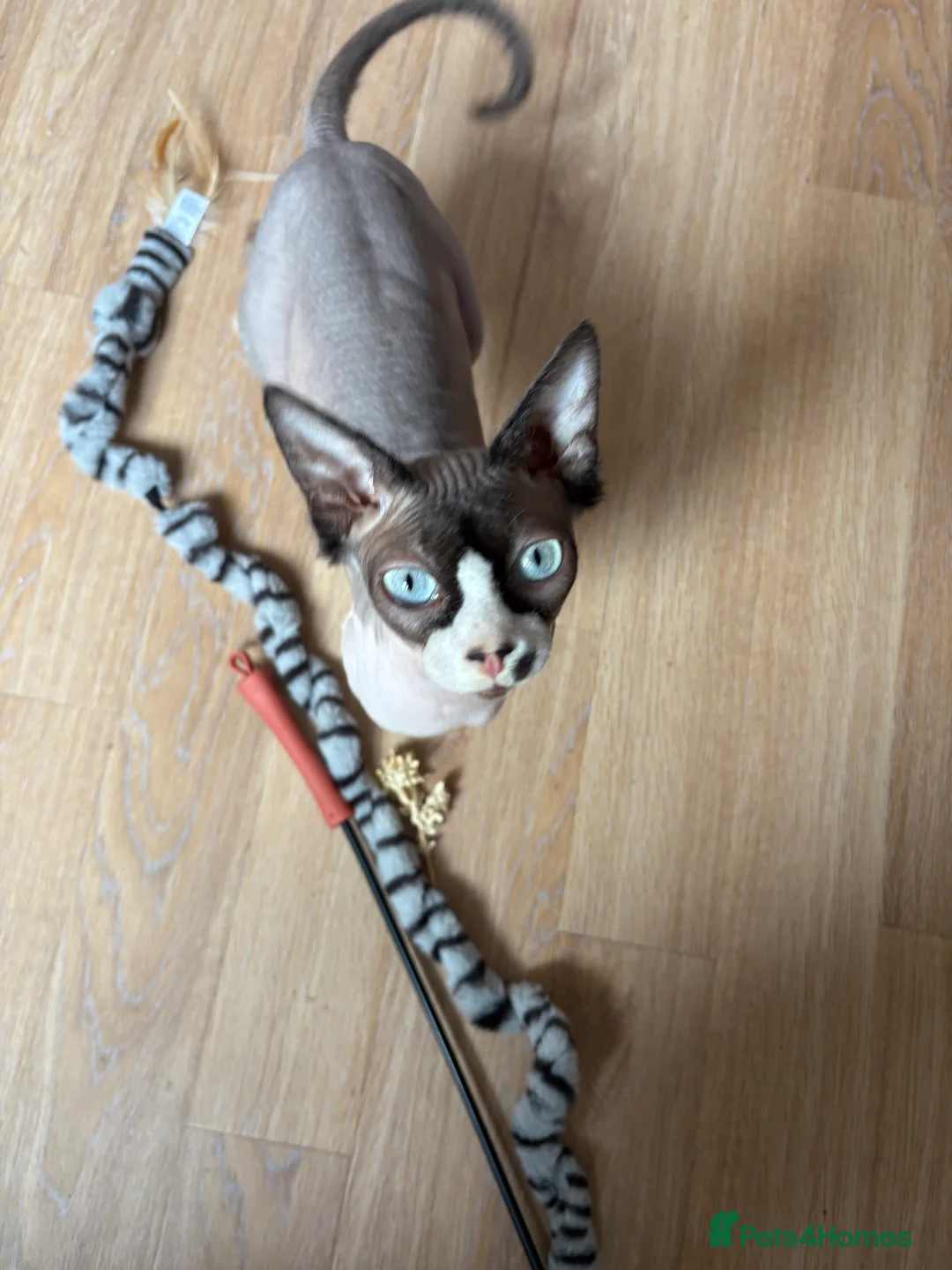 Sphynx cats for sale: Female Sphynx  - Advert 4