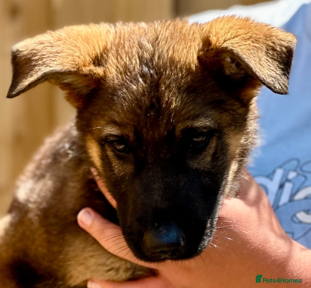 German Shepherd dogs for sale: Awesome Male Kennel Club Reg’d GSD Pups  in Sturminster Newton - Image 11