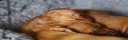 Hungarian Vizsla dogs for sale: Hungarian Vizsla Puppies – Rich Geltwood Heritage - Advert 13