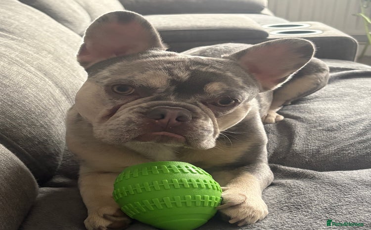 French Bulldog dogs 1 1/2 yr old French bulldog - Advert 1