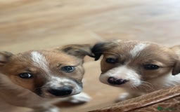 Border Collie dogs for sale: Stunning Welsh Sheepdog Pups Available  - Image 1