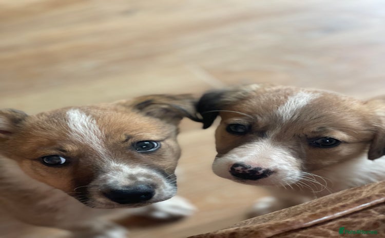 Border Collie dogs - Advert 1