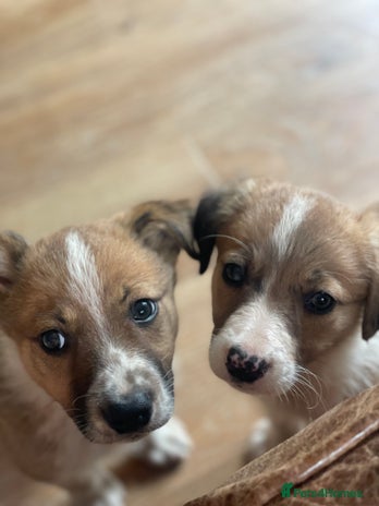 Border Collie dogs - Advert 1