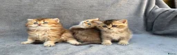 British Longhair cats for sale: Pedigree British longhair golden chocolate lilac - Advert 17