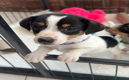 Jack Russell dogs for sale: Traditional mini Jack Russells - Image 2