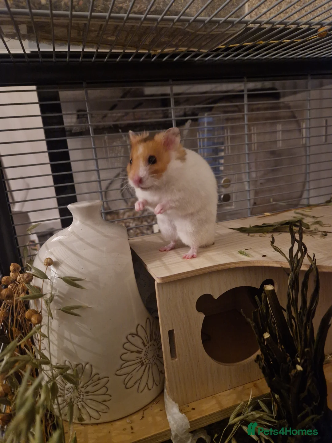 Hamster rodents for sale: Curious, sociable male Syrian 🏡🐹 - Advert 5