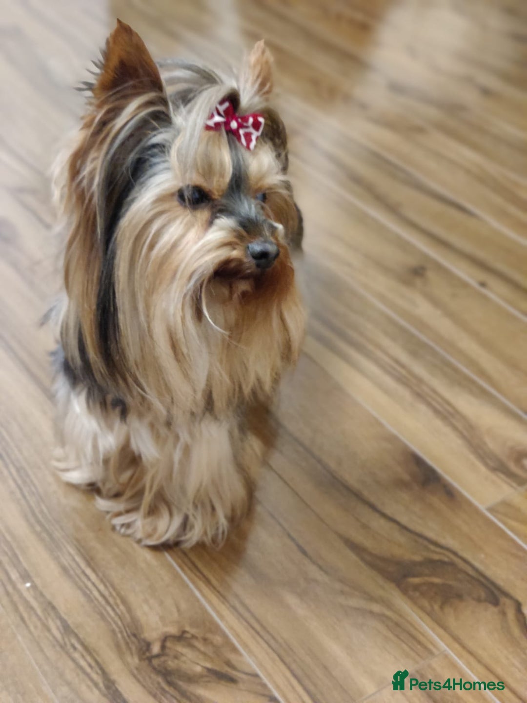 Biewer Terrier dogs for sale: Yorkshire Biewier terrier  - Advert 26