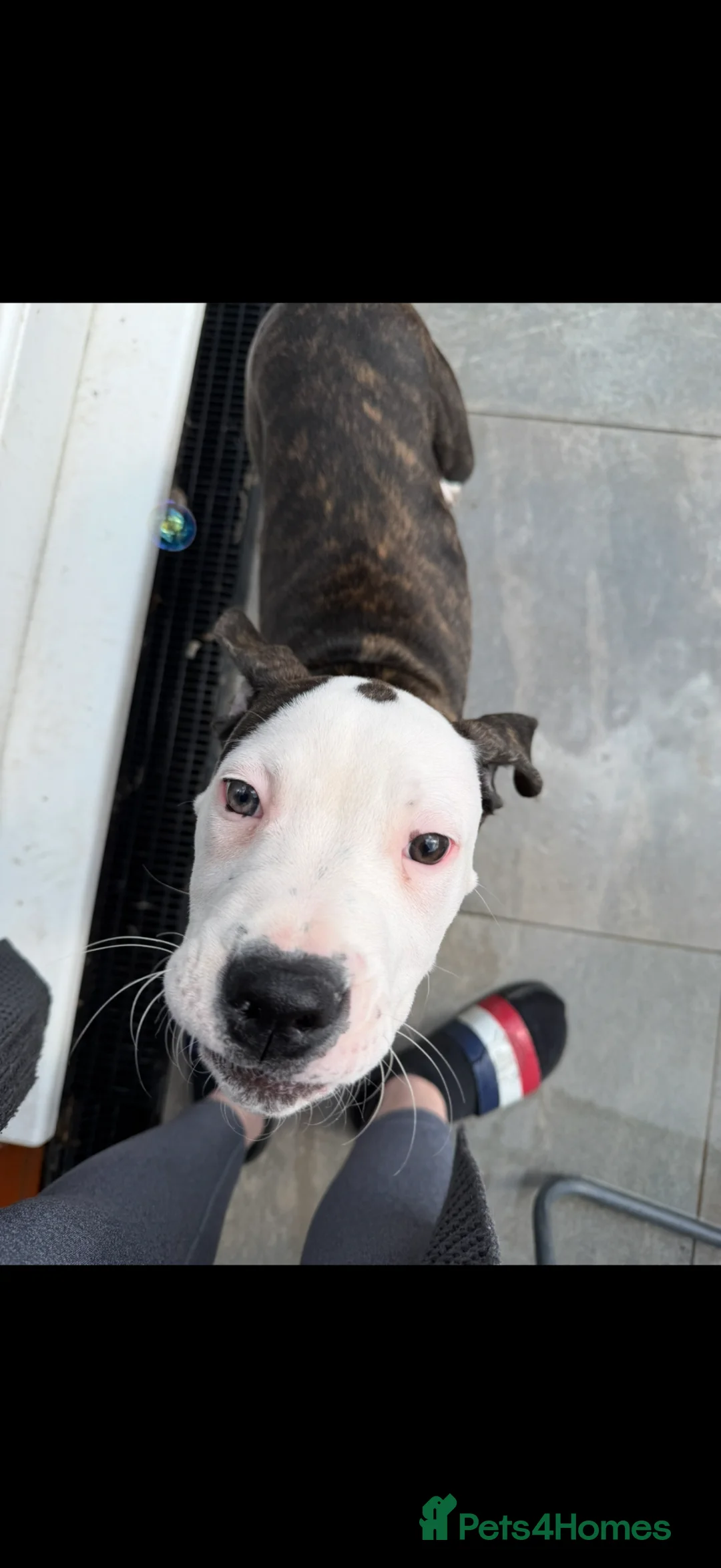 American Bulldog dogs for sale: American bulldog puppy - Advert 2