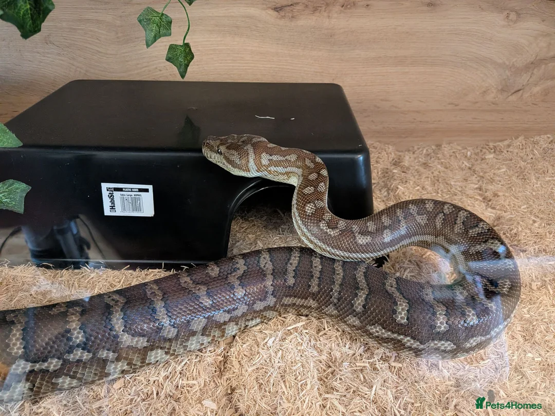 Python Snake reptiles for sale: Breeding pair of Bredli's Pythons, CB 2019 in Bridlington - Advert 5
