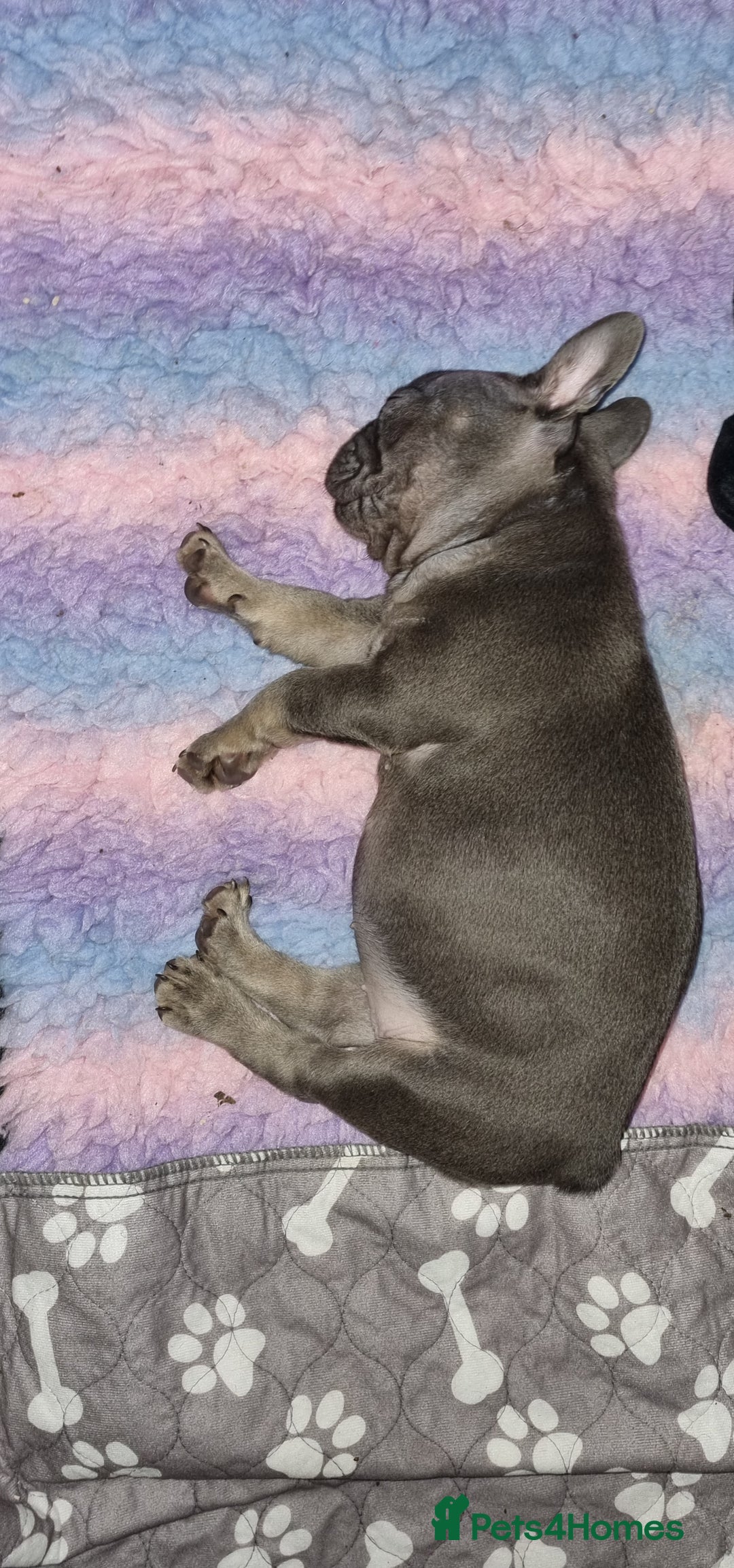 French Bulldog dogs for sale: Quality pups 4 Panel DNA Clear Gold Sierra Lines - Image 17