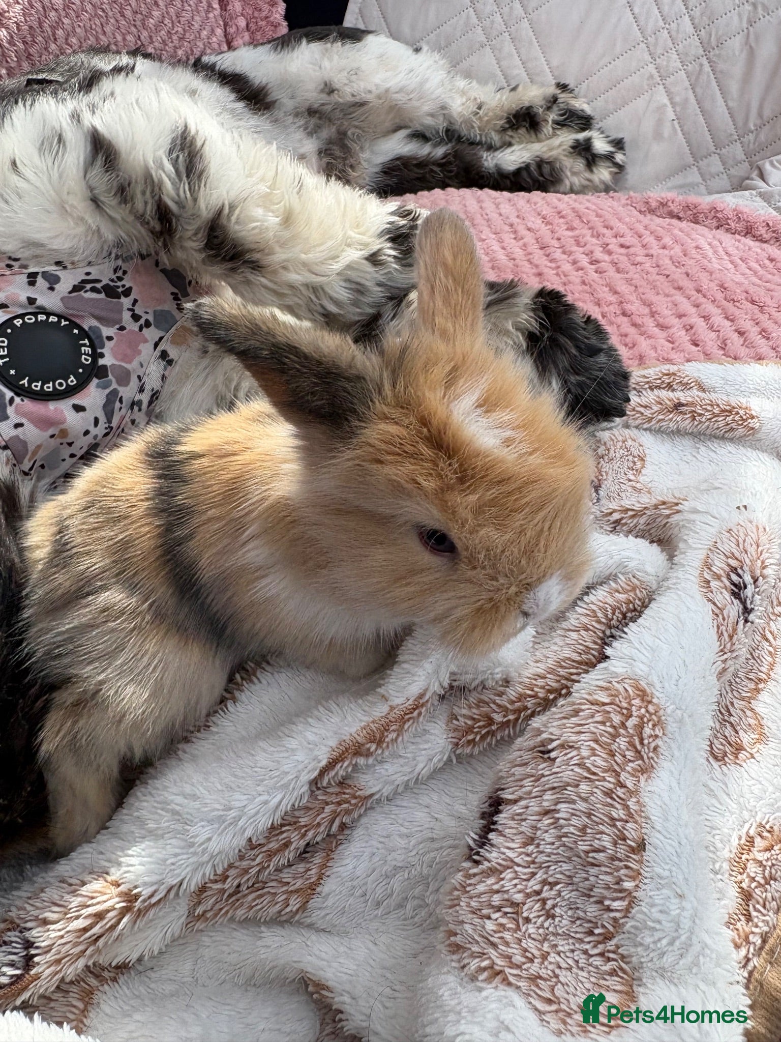 Mini Lop rabbits Mini lops-raised indoors  - Advert 1