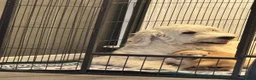 Goldendoodle dogs for sale: Beautiful golden doodle puppies for sale  in Norwich - Advert 18