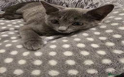 Russian Blue cats for sale: Female Russian blue kitten  - Image 4