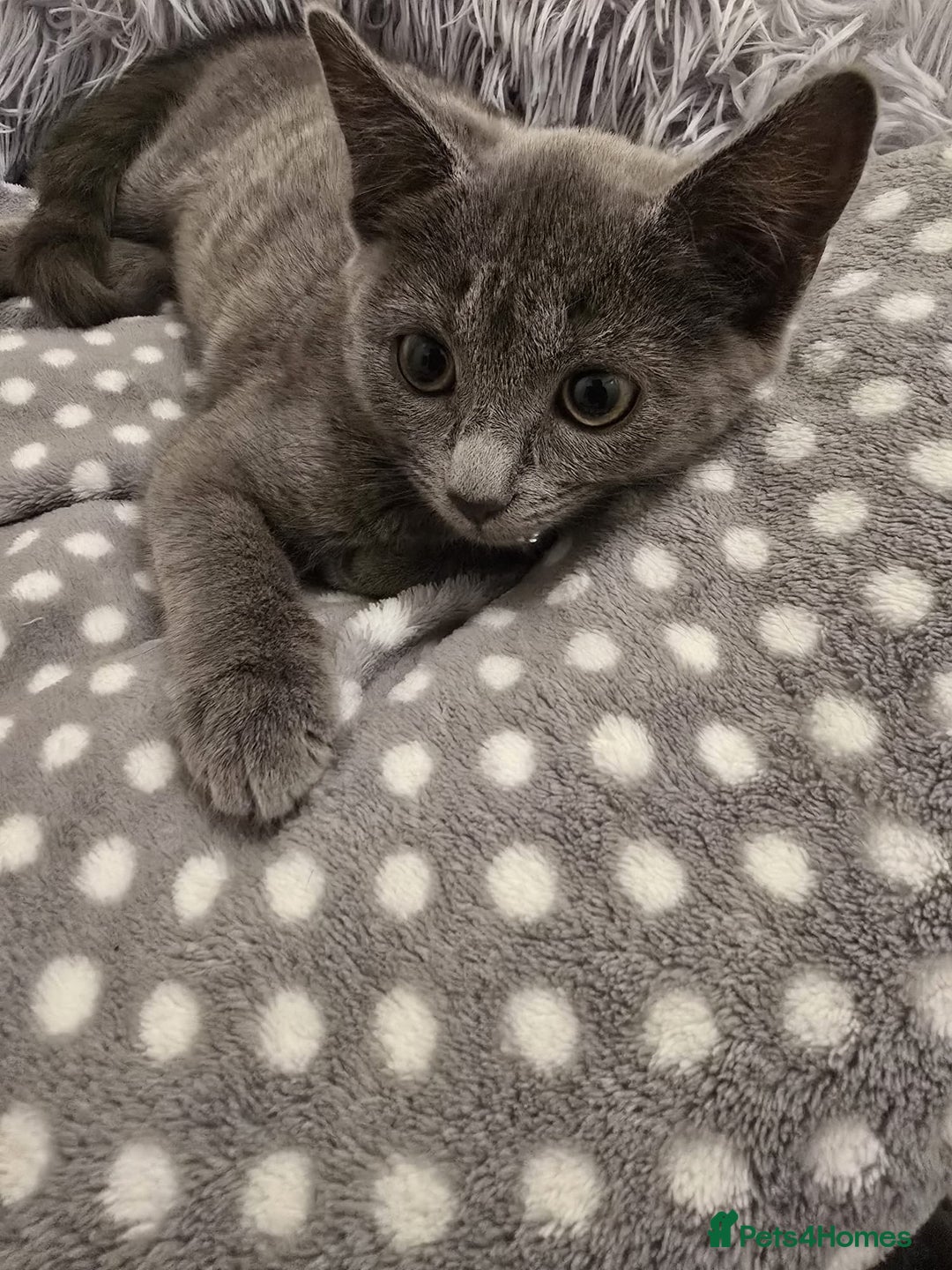 Russian Blue cats for sale: Female Russian blue kitten  - Image 4
