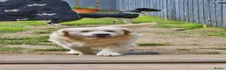 Mixed Breed dogs for sale: A litter of 10 beautiful Coltriever puppies - Advert 7